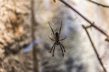 Big spider sits in the center of the web and waits for the victim