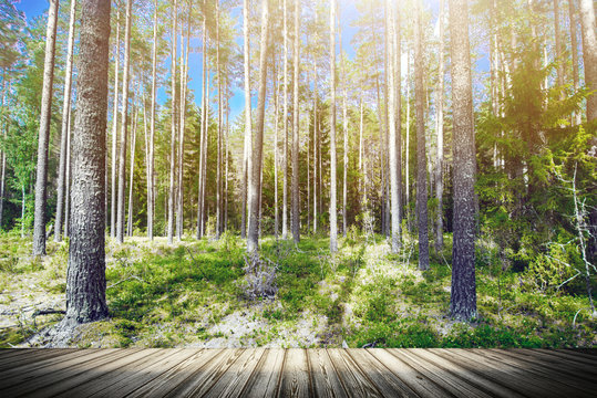 Clear wild forest summer panorama