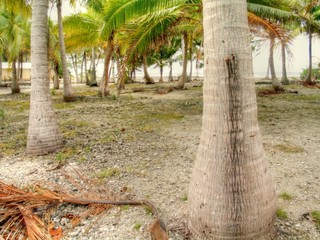 French Polynesia. Tuamotu. Islands near of Tahiti 