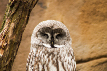 owl