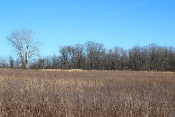 A tall grass field in the countryside on a bright sunny day.