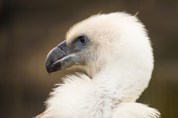 vulture