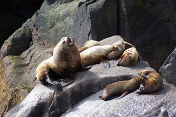 Fototapeta premium bull seal