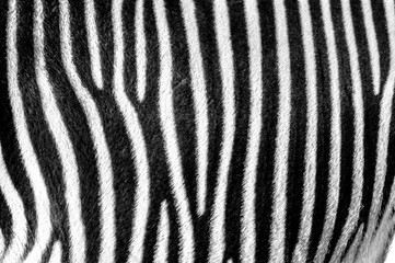 Fototapeta na wymiar Zebra pattern wallpaper