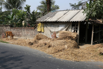 Cattle grazing in village Kumrokhali, West Bengal, India 