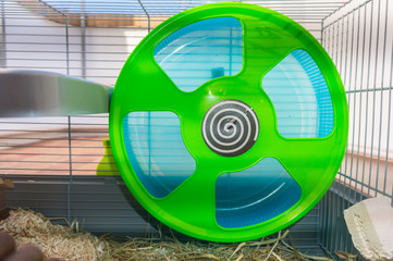 Fototapeta na wymiar Green and blue hamster wheel
