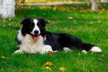 Dog breed Border Collie