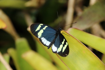 papillon © mariechristine