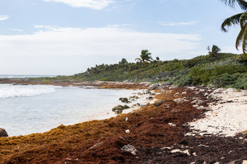 Caribbean bay with rocks, sandy beach and coral reef. clear sea of a coral reef beach with beach and clouds on the horizon and waves crashing on the shore