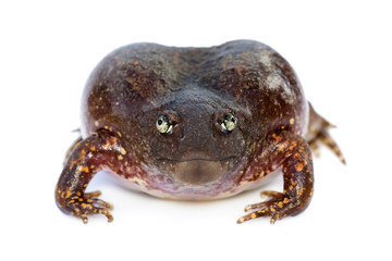 Image of Truncate-snouted burrowing frog or Balloon frog (Glyphoglossus molossus) on white background. Amphibian. Animal.