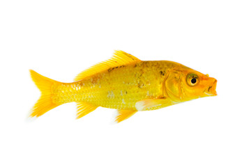 Image of yellow koi fish on white background . Animal. Pet.