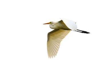 Image of Eastern Cattle egret (Bubulcus coromandus) flying on whitel background. Bird, Wild Animals.