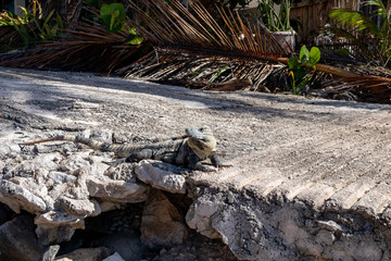 Iguana in the sun on gray rocks. Tropical reptile lying in the sun