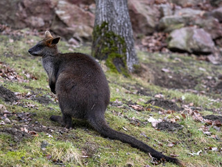 Swamp Wallaby, Wallabia bicolor, is one of the smaller kangaroos