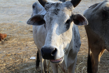 Group of cow resting in a field in village Kumrokhali, West Bengal, India