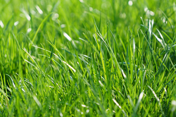 Gras
