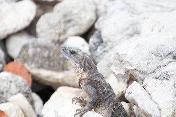 Iguana in the sun on gray rocks. Tropical reptile lying in the sun