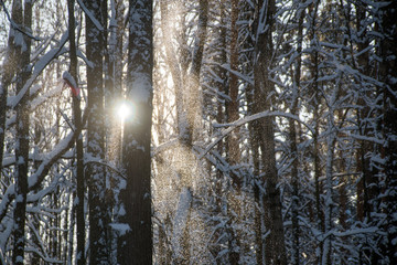 Fototapeta premium frost and sun