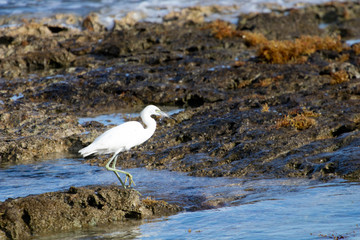 small heron white egret fishing by the sea on the rocks of the lagoon of a coral reef. little egret fishing to eat