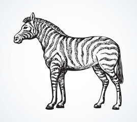 Zebra. Vector drawing