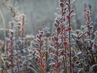 Rauschbeeren Sträucher mit Frost