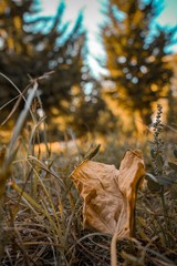 autumn leaves in forest