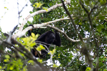 Howler monkey in the middle of the Mexican jungle. black monkey in the middle of the tree fronds in the tropical jungle