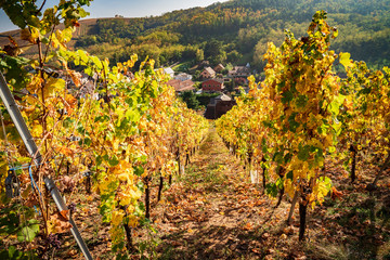 Fototapeta premium Vignes droites