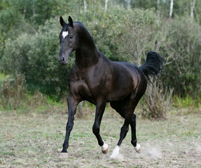 Black akhal teke stallion with white star on forehead running in the pasture with trees on the background. Horizontal photo, three quarters, in motion. 