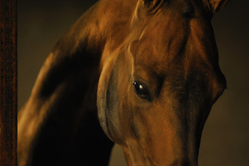 Portrait of golden bay akhal teke stallion inside stables. Horizontal photo, close-up of head and eye, soft light.