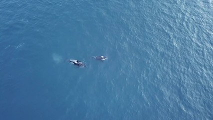 Orcas and humpback whales hunting for herrings in the fjords of Norway in winter