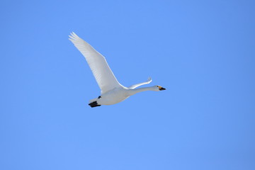 ハクチョウ　Swan