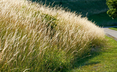 Gräser am Wegrand
