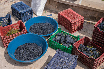 harvested grapes in baskets