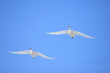 ハクチョウ　Swans