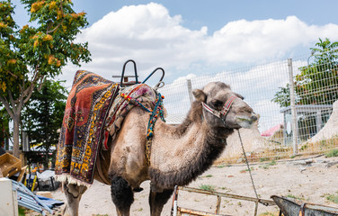 camel in the city, face of a camel, looking