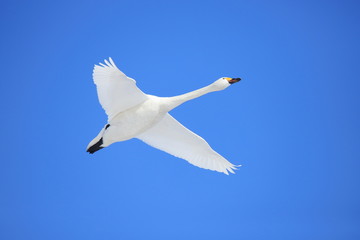 ハクチョウ　Swan