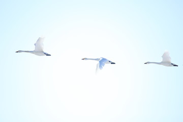 ハクチョウ　Swans