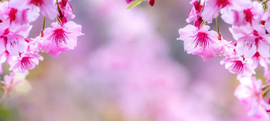 Fototapeta premium Beautiful cherry blossoms sakura tree bloom in spring over the blue sky, copy space, close up.
