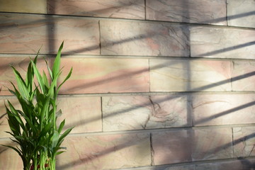 Bamboo plant with sun light