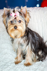 a portrait of a Yorkshire terrier girl with a bow knot is sitting on a sofa