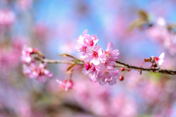 Beautiful cherry blossoms sakura tree bloom in spring over the blue sky, copy space, close up.