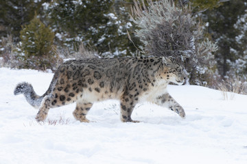 Rare, Endangered Snow Leopard in Snowy environment
