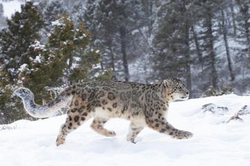 Rare, Endangered Snow Leopard in Snowy environment