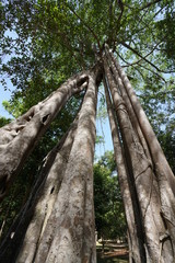 Fototapeta premium Kampong Thom, Cambodia-January 12, 2019: Big Tetrameles trees at Prasat Tor Area in Sambor Prei Kuk in Cambodia