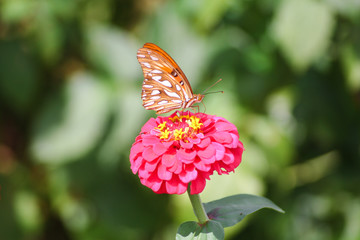 butterfly on flower (Lycaenidae)
