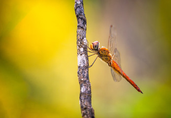 Red dragonfly resting on a wooden branch