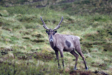 caribou