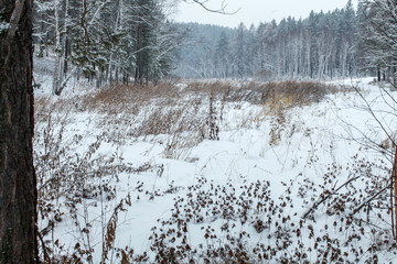 a meadow in cloudy day in the woods during snowfall in Siberia