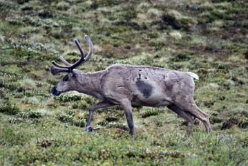 caribou